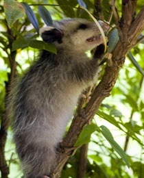 Photo of a opossum